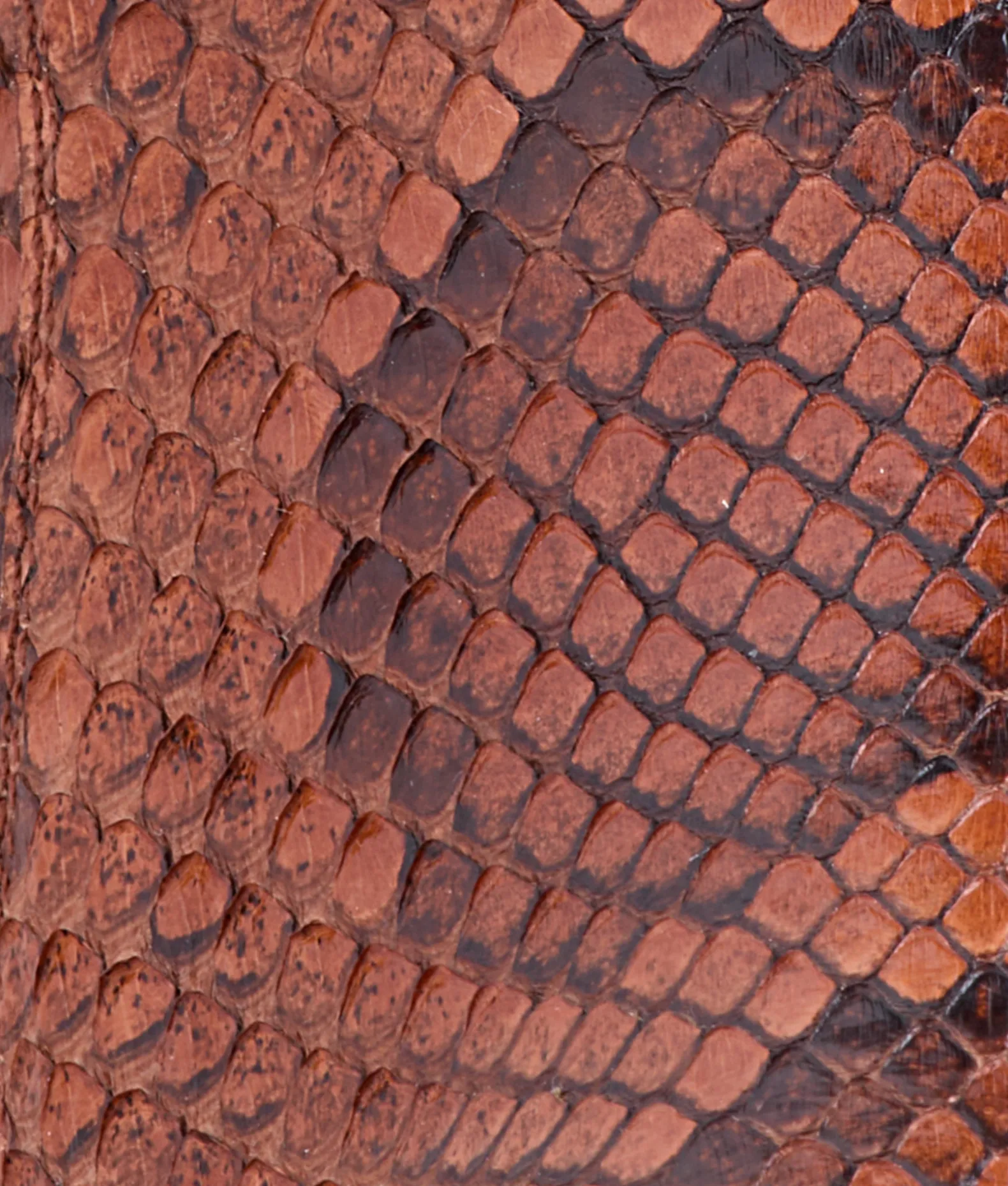 Women/BOY Lucchese Cowboy*Dale Exotic
